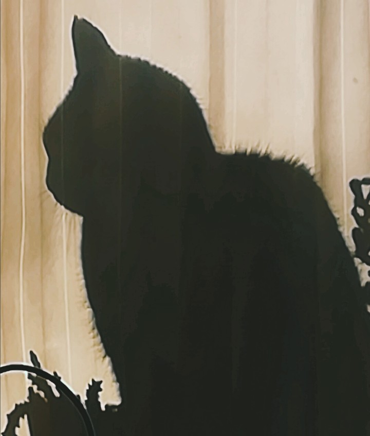 shadows