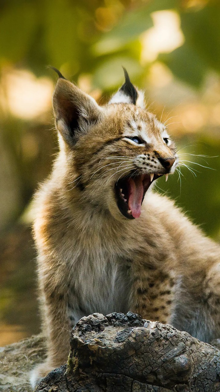The Fierce Lynx