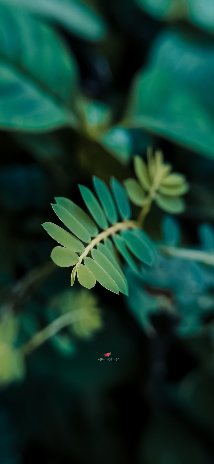 Greeny