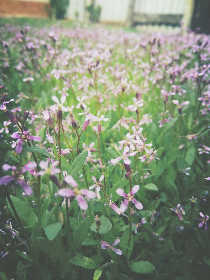 Цветочки