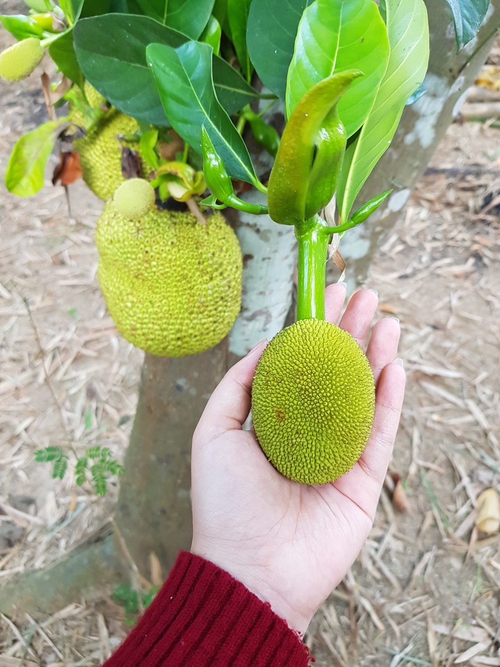 The  baby Jack fruit