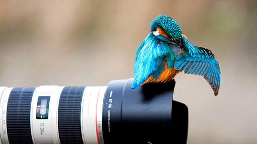 kingFisher