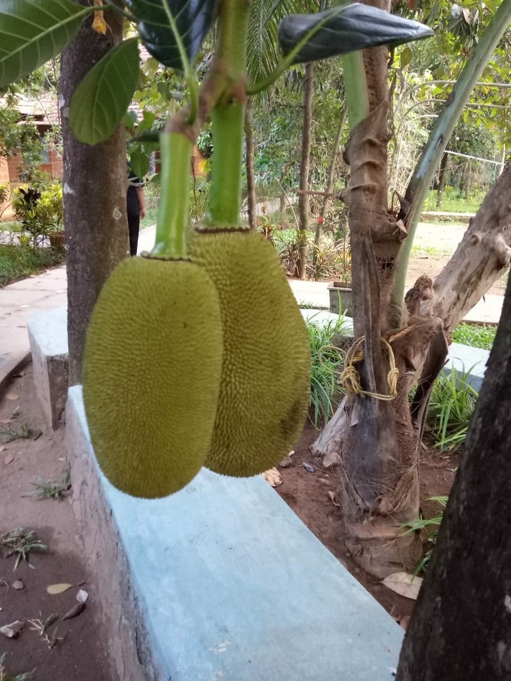 jackfruit