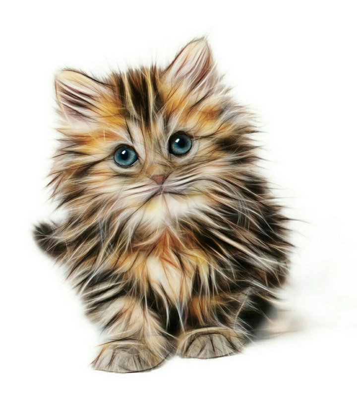 cute kit drawing
