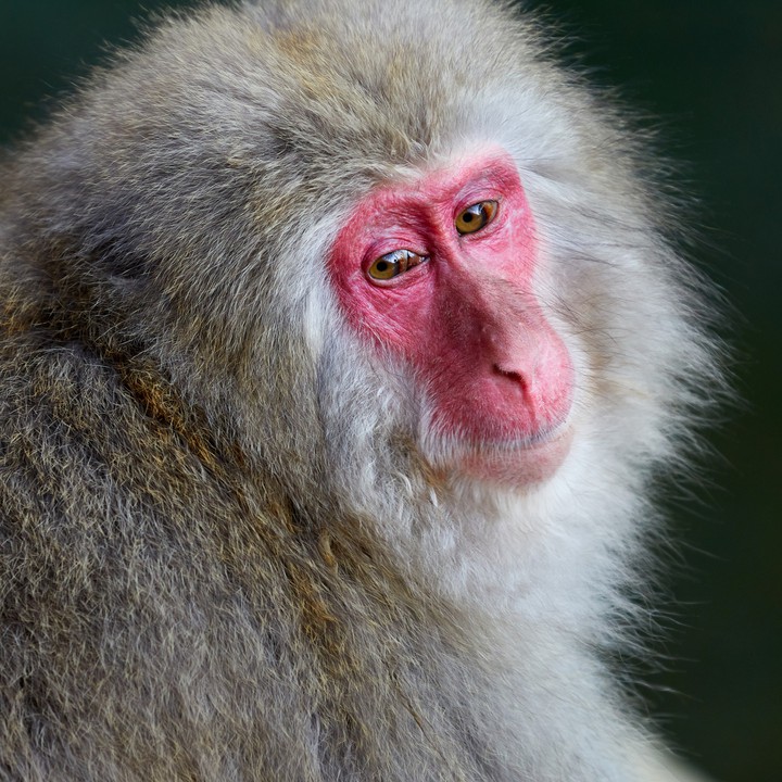 Macaco-japonês (Macaca fuscata)