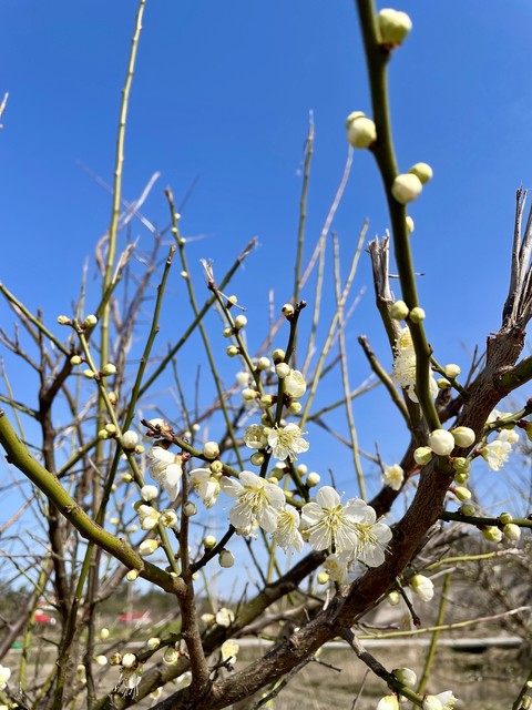 tapety prunus, Yellow
