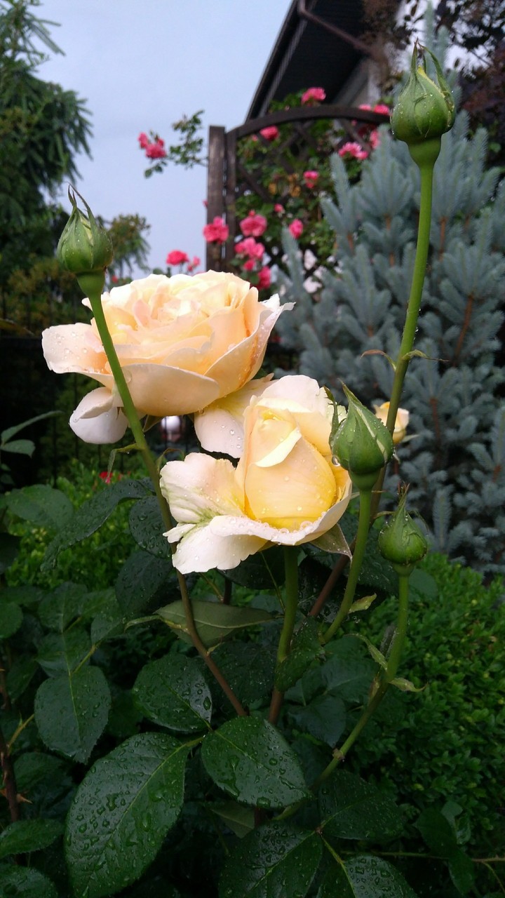 rose