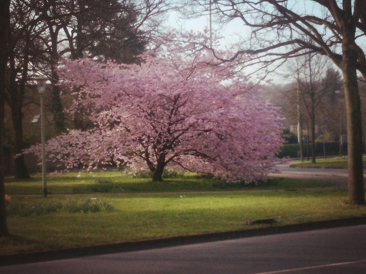 Frühling in Deutschland