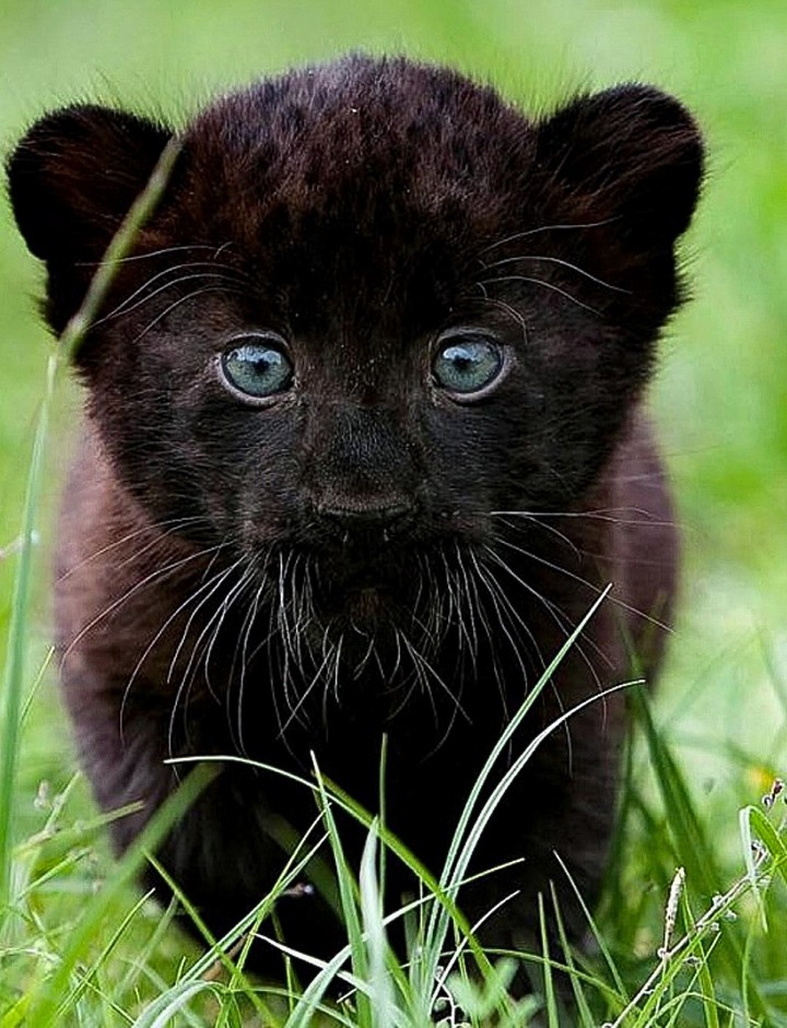 Black Panther Cub Up Close and Personal