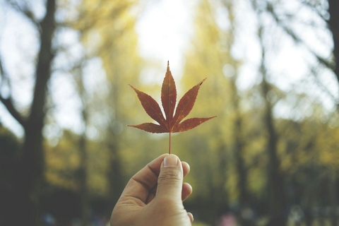 flower, leaf桌布