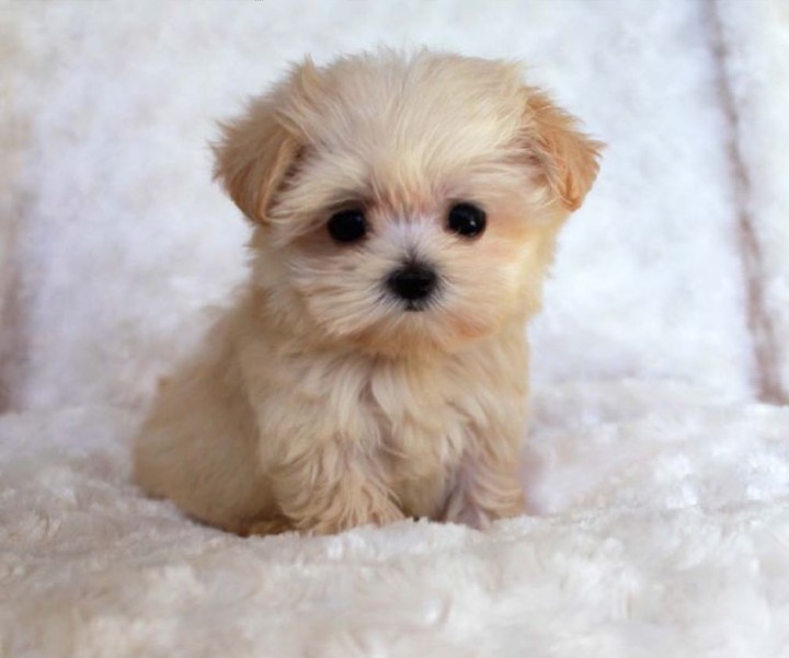 tierno