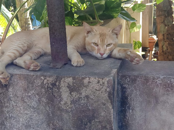 cat