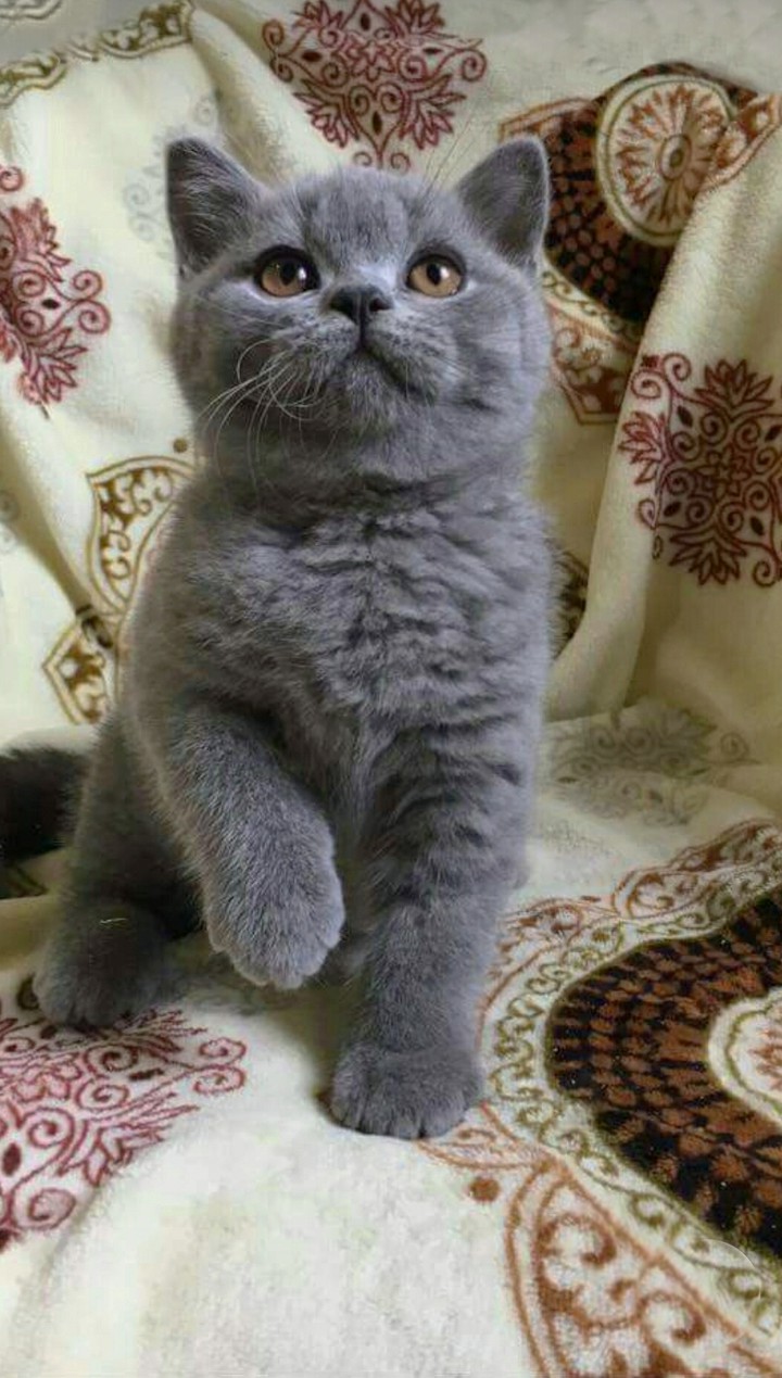 Котёнок ❤️