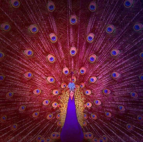 peacock