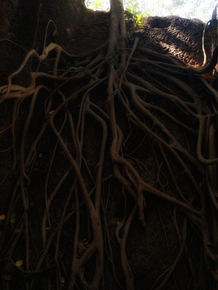 root of life