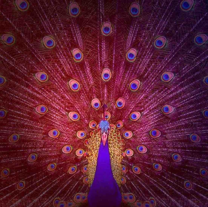 peacock