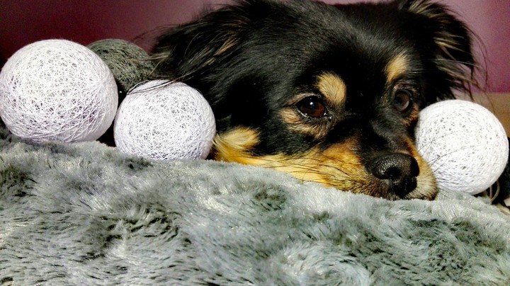 my dog