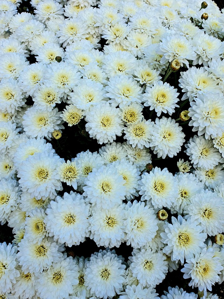 flowers ?