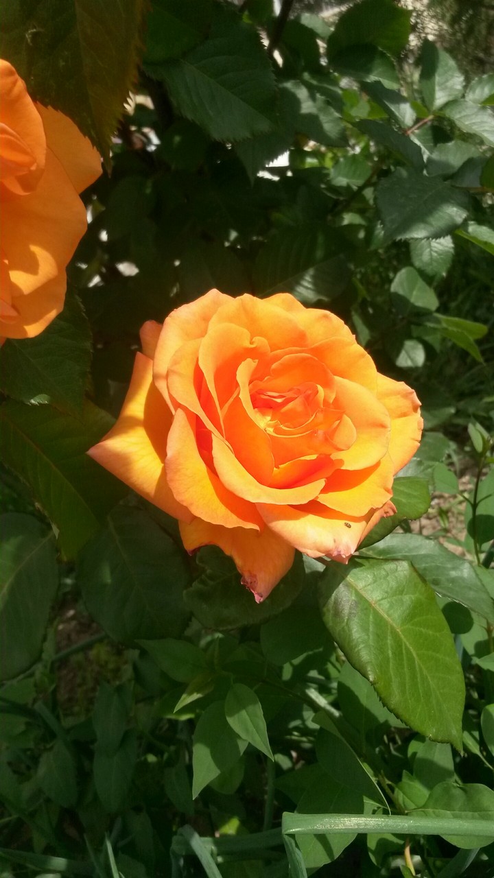 ROSE