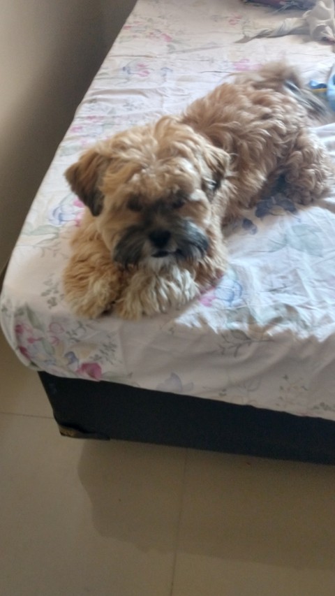 Dog