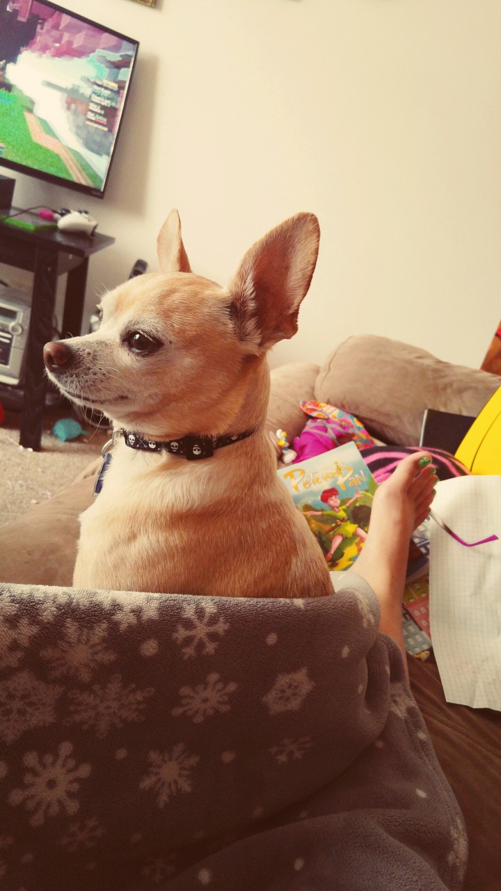 My dog 