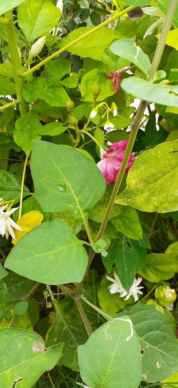 hidden...