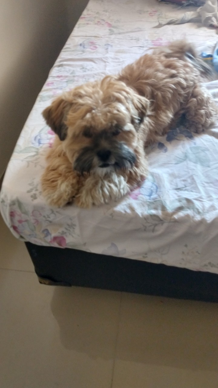 Dog