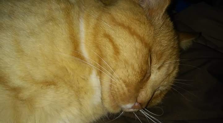 SMILING IN HIS SLEEP- MOE THE CAT!!
