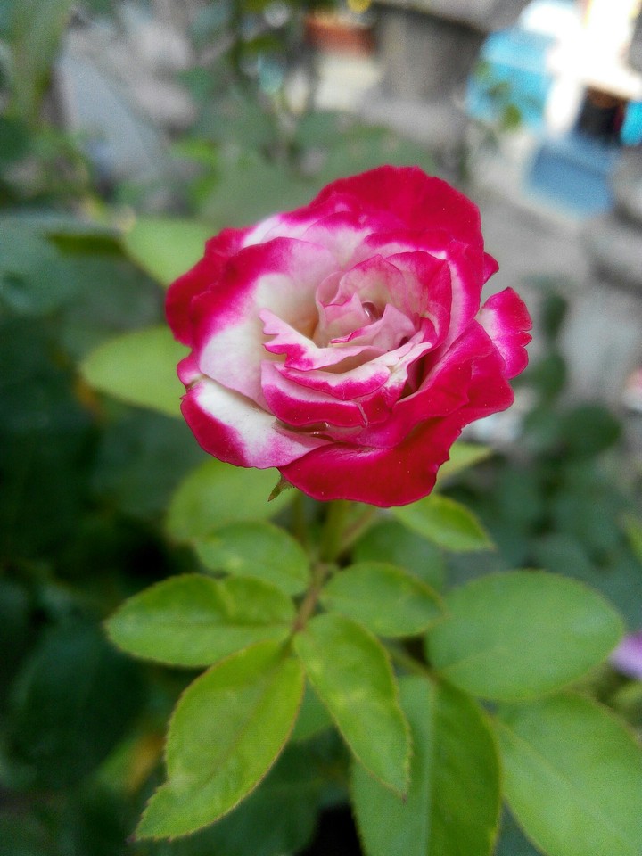 my click