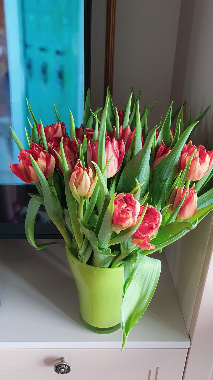 tulips