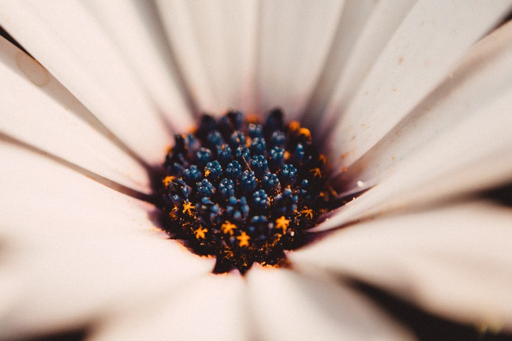macro