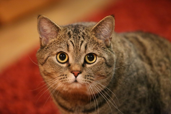 my love cat)