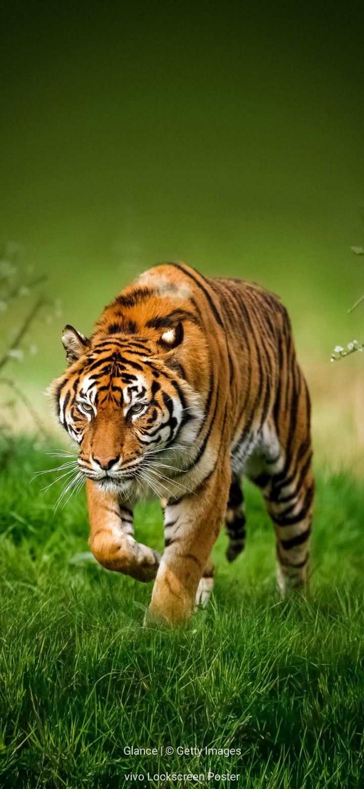 tiger