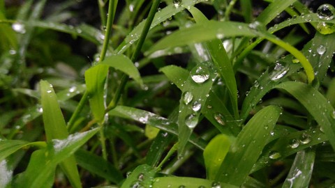 Grass