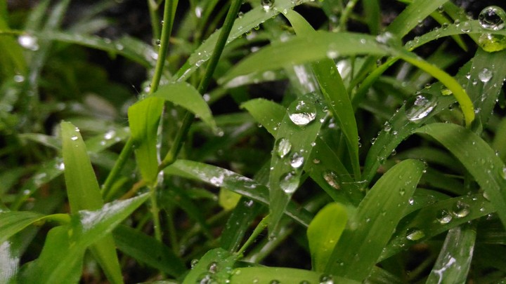 Grass