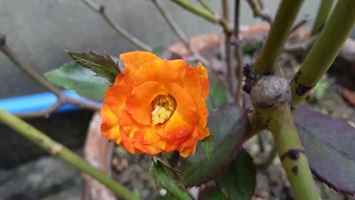 Orange Rose