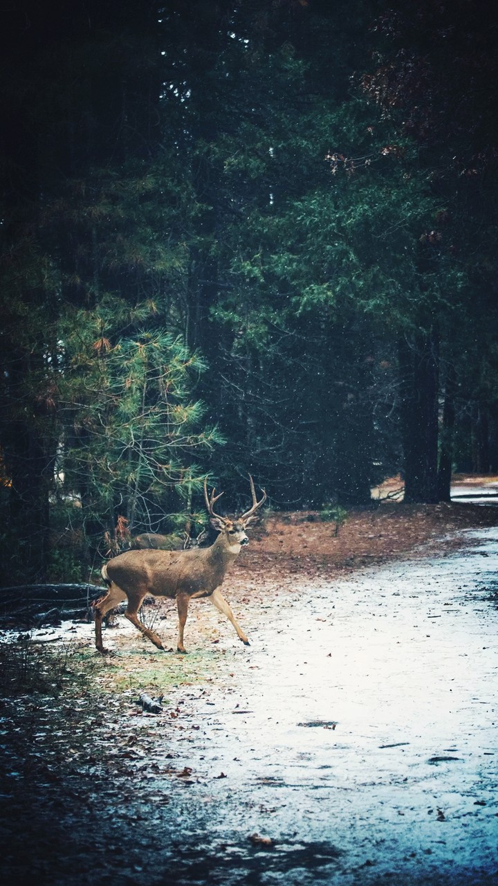 deer