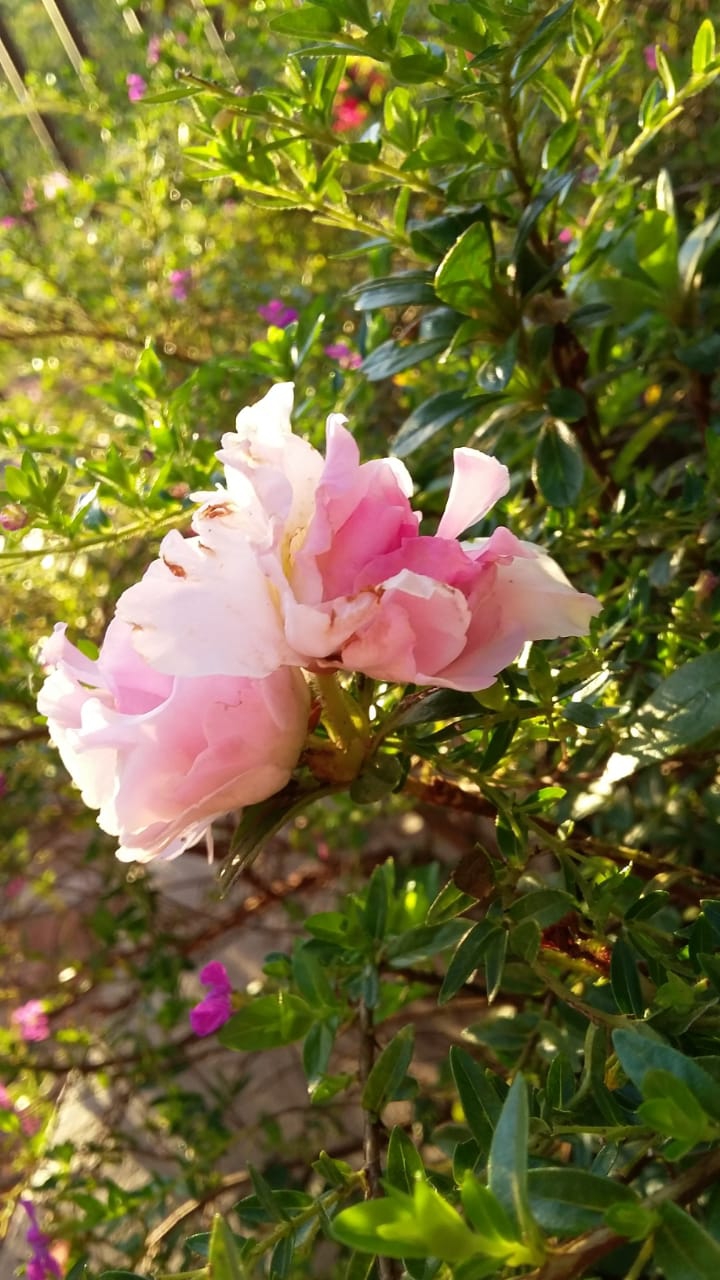 flower