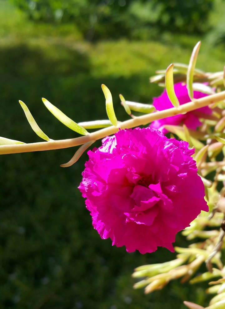 pink flower