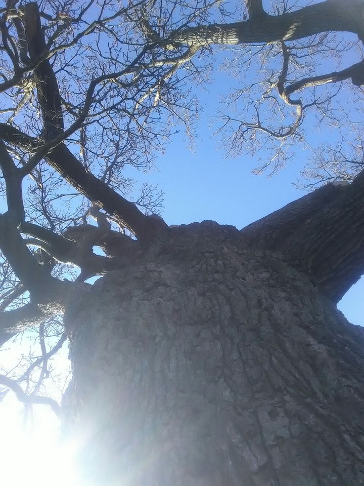 tree