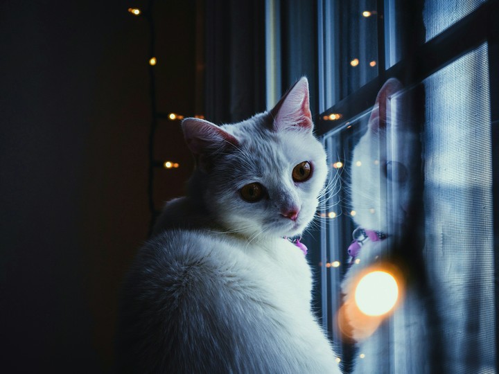 Cat ✳_✳
