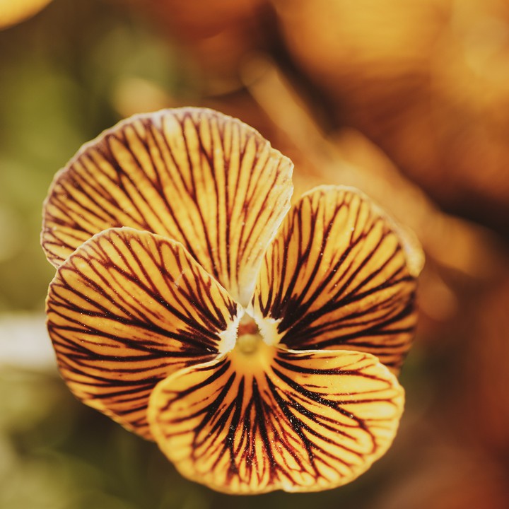 tiger eye pansy