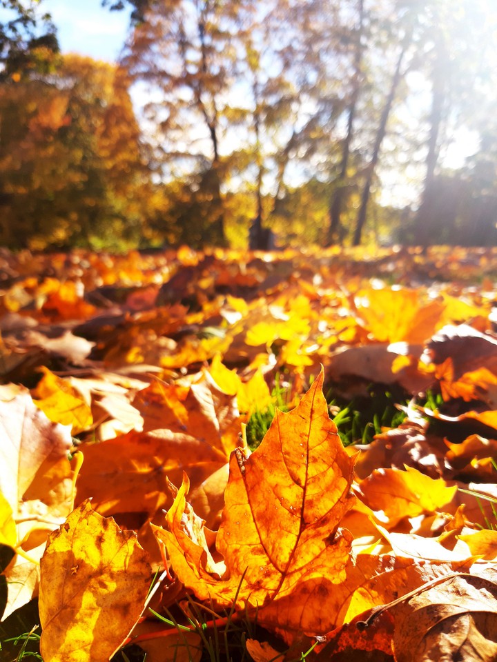 Autumn