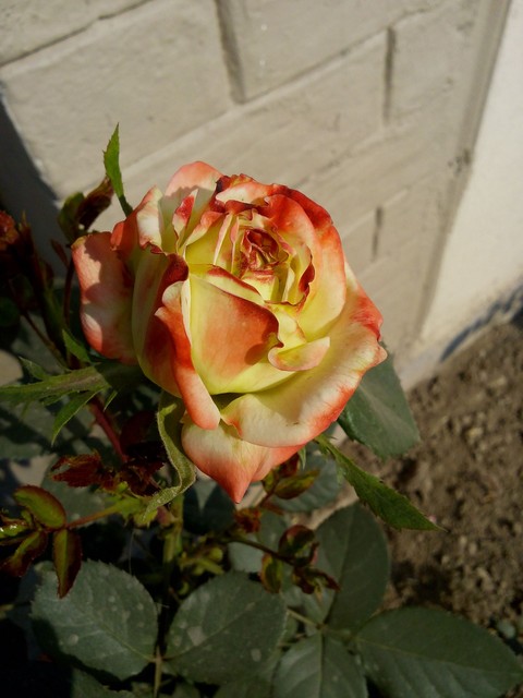 rose