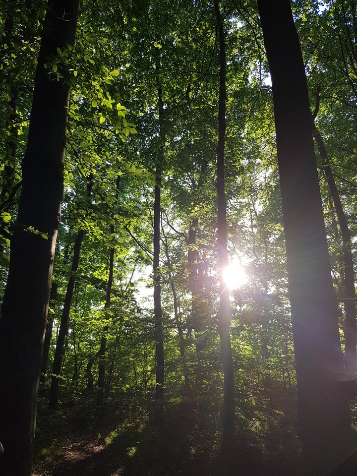 wood