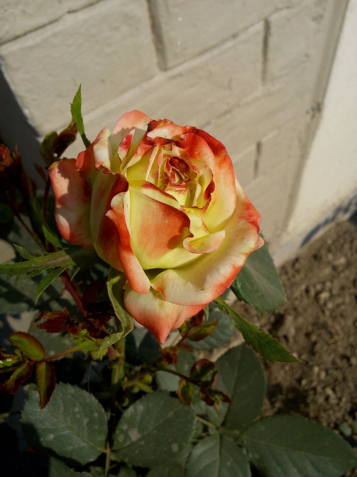 rose