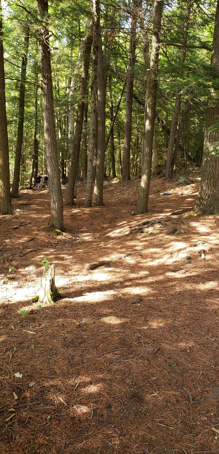 the big forest