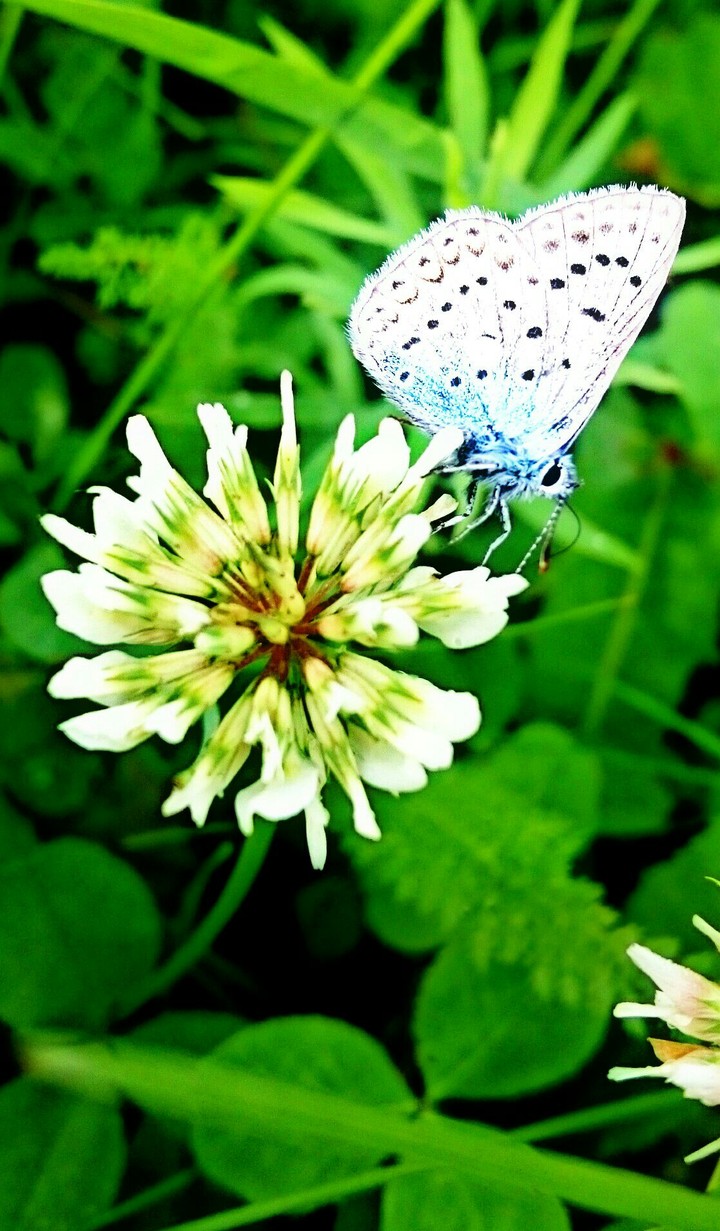 Summer joy
