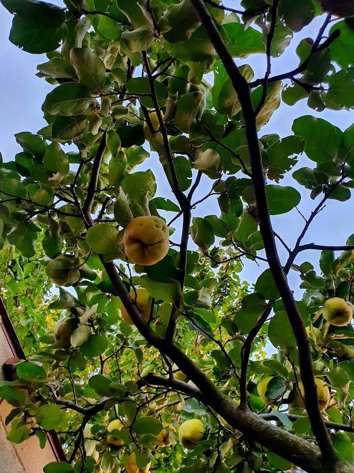 trees