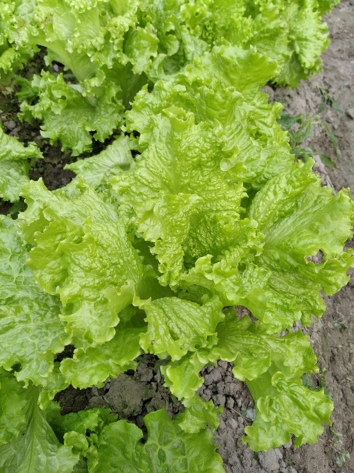 vegetables